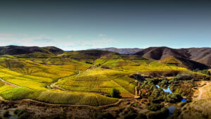 vinhas-rota-oeste
