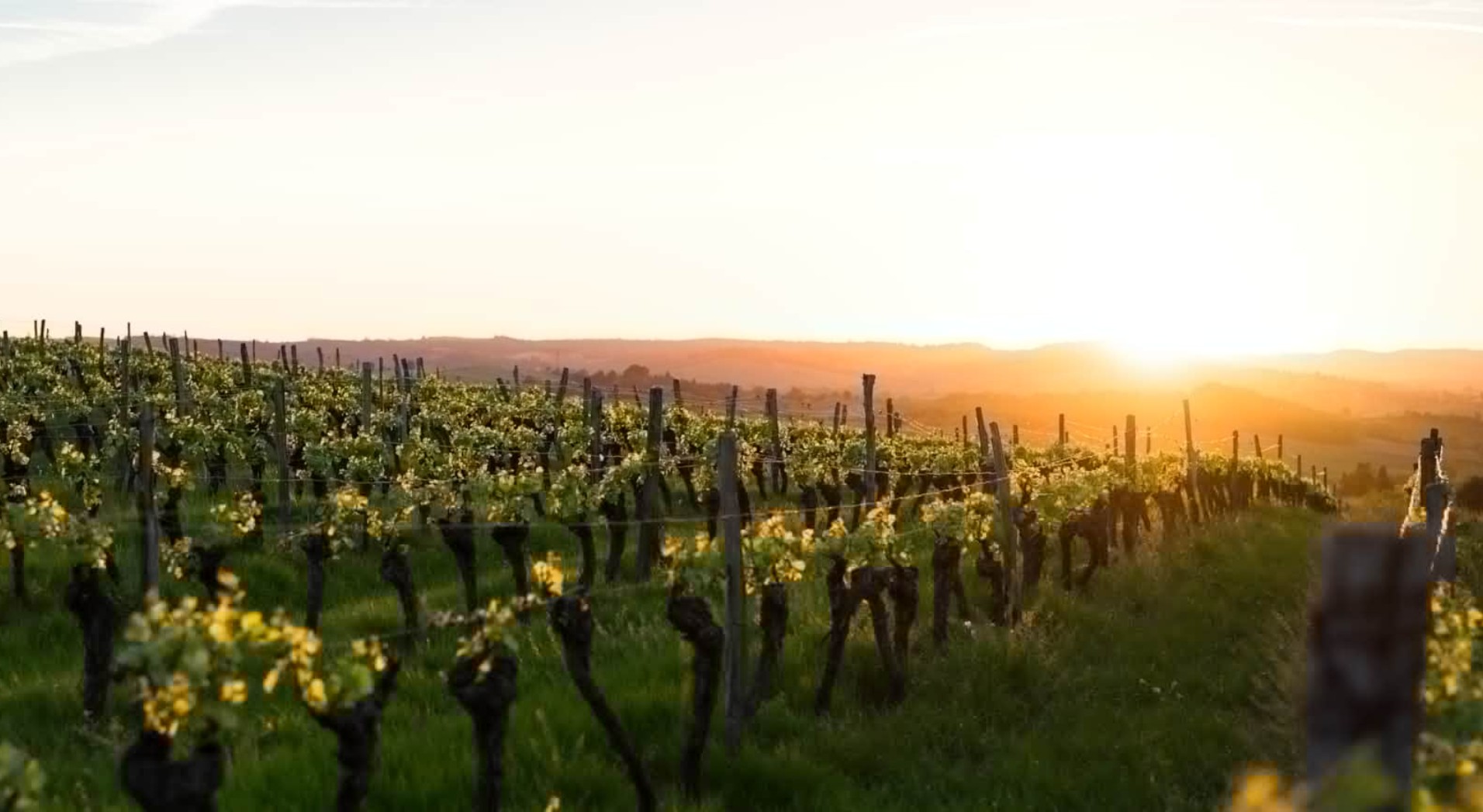 quinta-do-boicao-vinicola