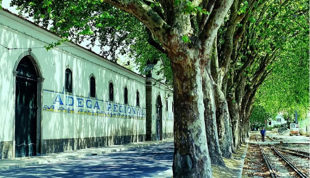 enoturismo-colares-adega-nacional-de-colares