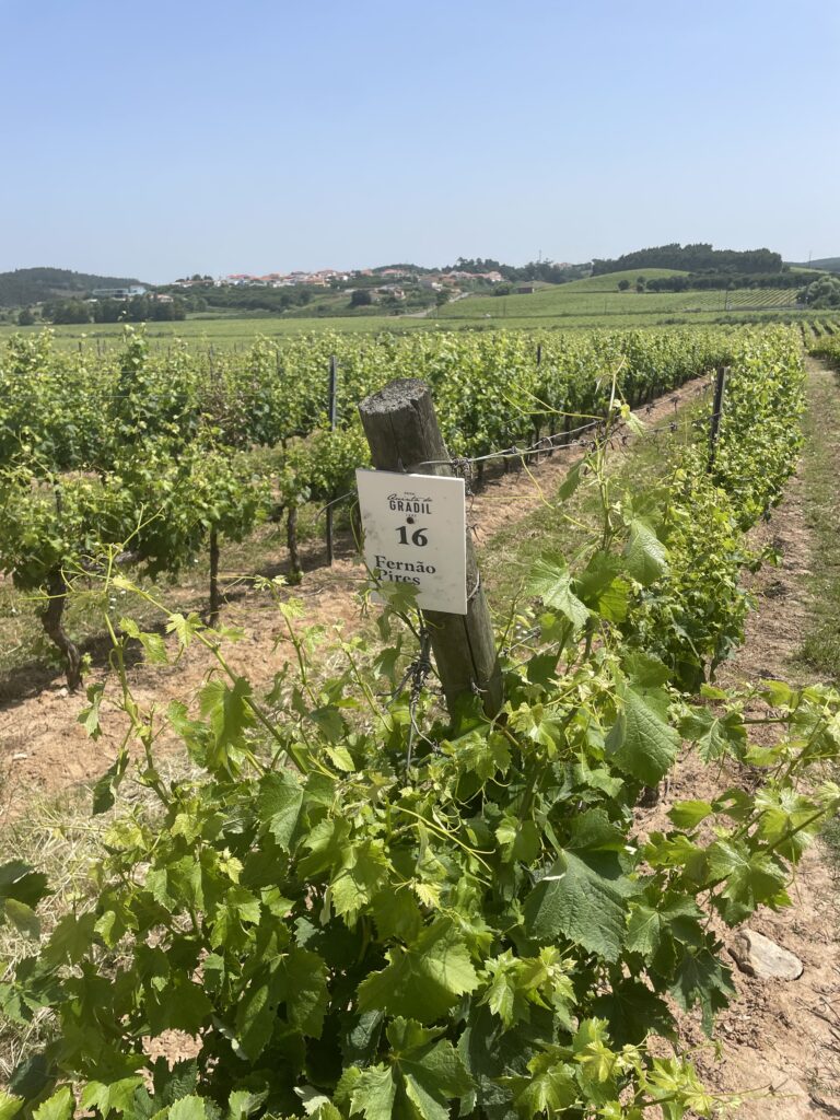 vinicola-quinta-do-gradil